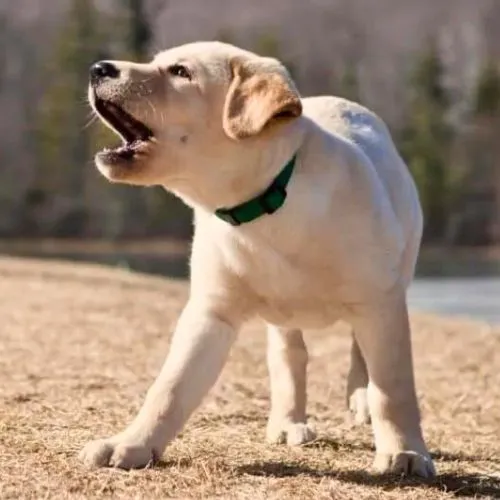 At what age do Labradors start barking at strangers