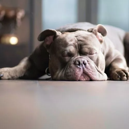 Can a dog get sick from too much melatonin