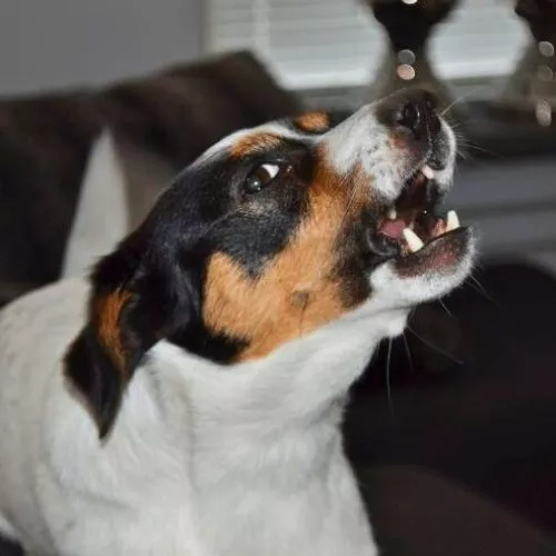 Should I ignore my dog barking at night