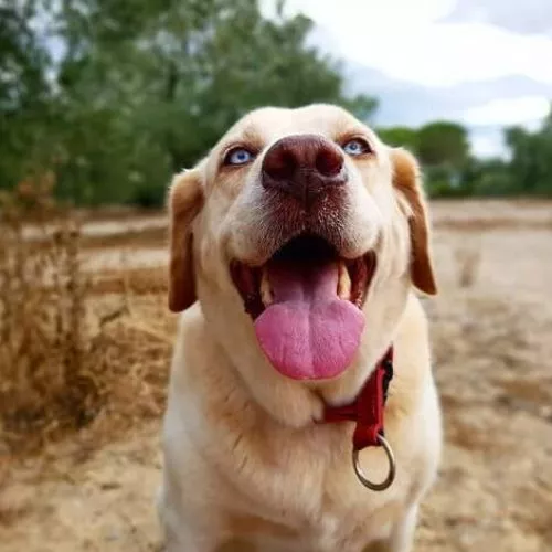 What is the best thing to stop dog barking