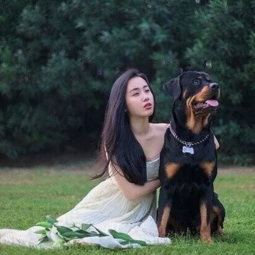 Why does my Rottweiler growl at me when I hug him