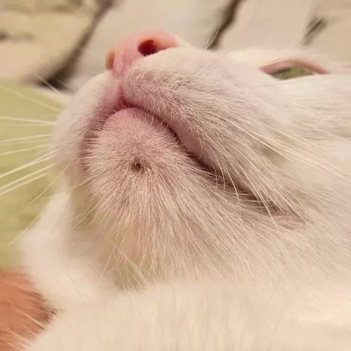 Is witch hazel safe for cat acne