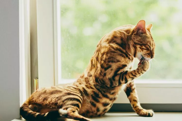 Advice and Tips on Designing a Suitable Diet Plan for Your Bengal Cat