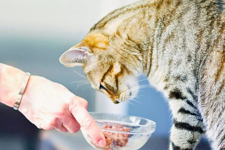 Best Food for Bengal Cats