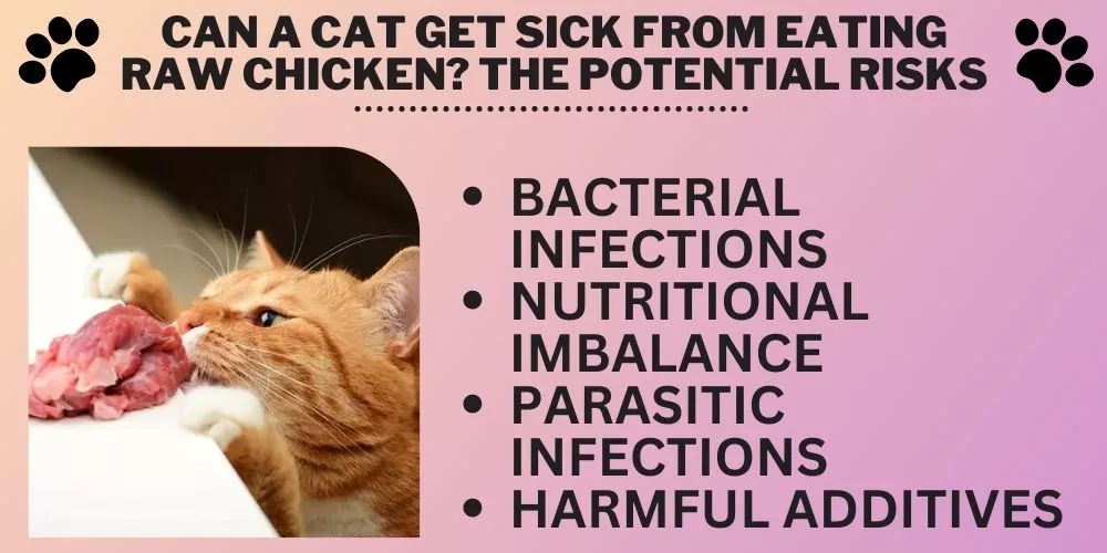 Can a cat get sick from eating raw chicken- The Potential Risks