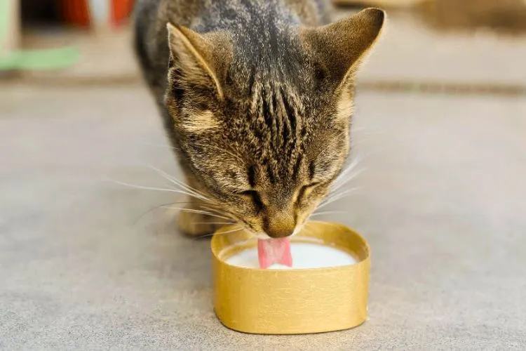 Can cats eat flavored yogurt