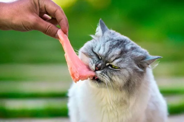 Can cats eat raw chicken