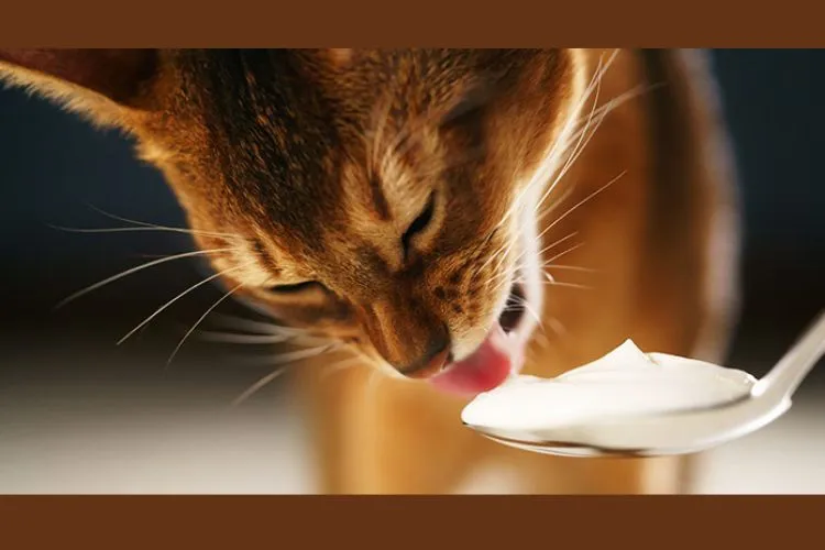 Can cats eat yogurt everyday