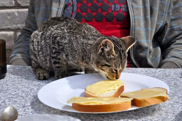 Can cats have butter