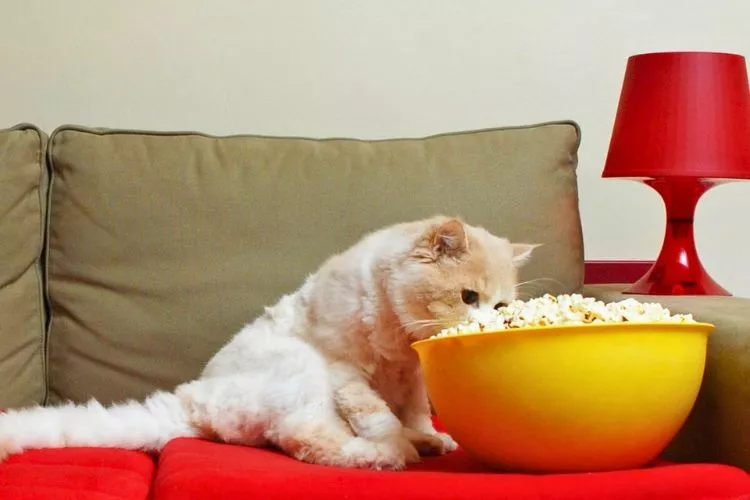 Can cats have popcorn