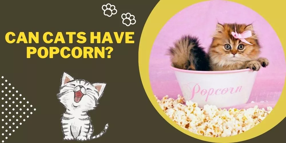 Can cats have popcorn