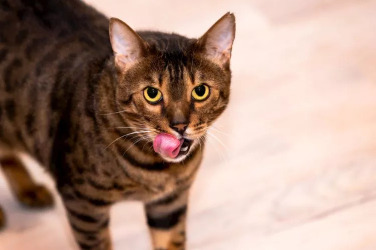 Do Bengal Cats Need a Specific Diet