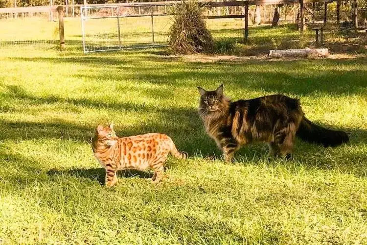 Do Bengal cats get along with other animals