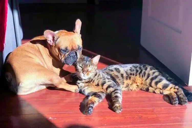 Do bengal cats get along with dogs