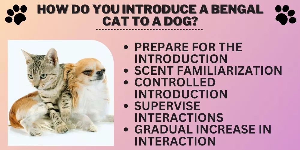 How do you introduce a Bengal cat to a dog
