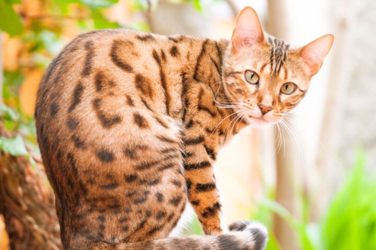 Origins of Bengal Cats and Implications on Dietary Needs