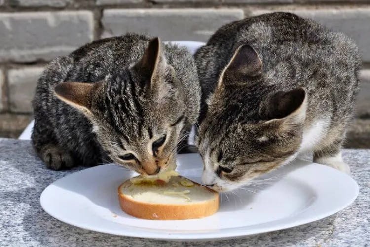 What happens if a cat eats a piece of bread