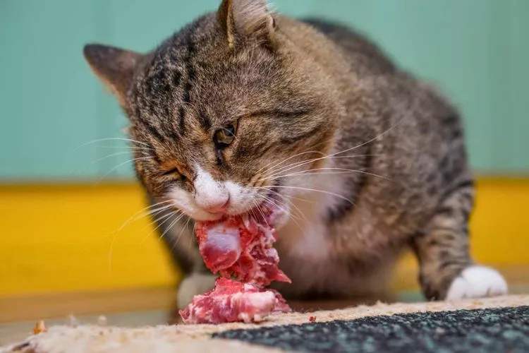 What kind of raw meat can cats eat