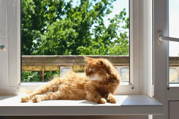 What temperature is too hot for cats indoors