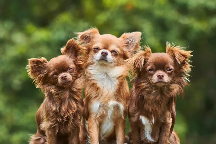 Are Chihuahua mixes hypoallergenic