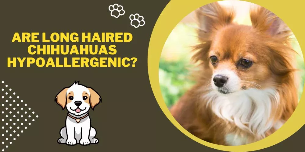 Are long haired chihuahuas hypoallergenic