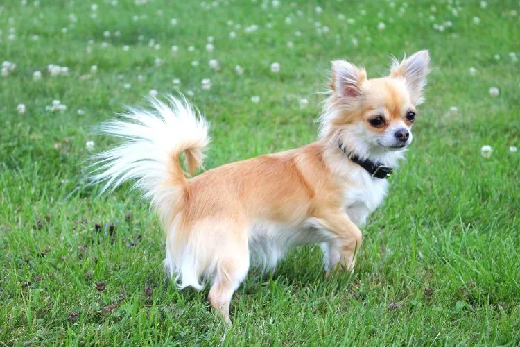 Are long haired chihuahuas hypoallergenic