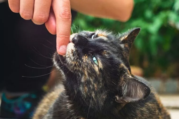 Can Cats Have a Little Butter as a Treat