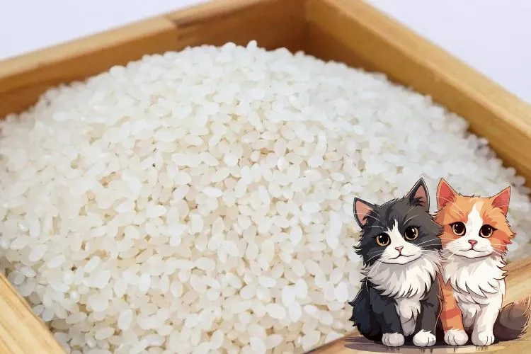 Can I use rice as cat litter