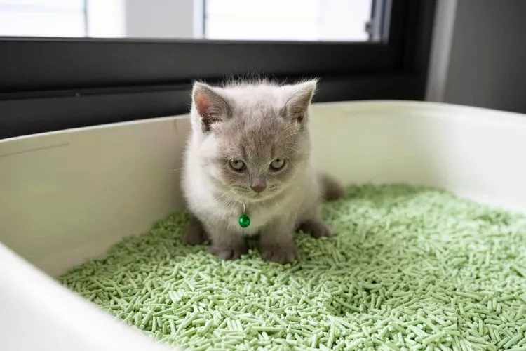 Can a cat litter box be toxic