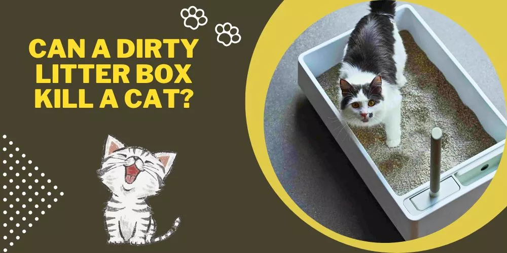 Can a dirty litter box kill a cat