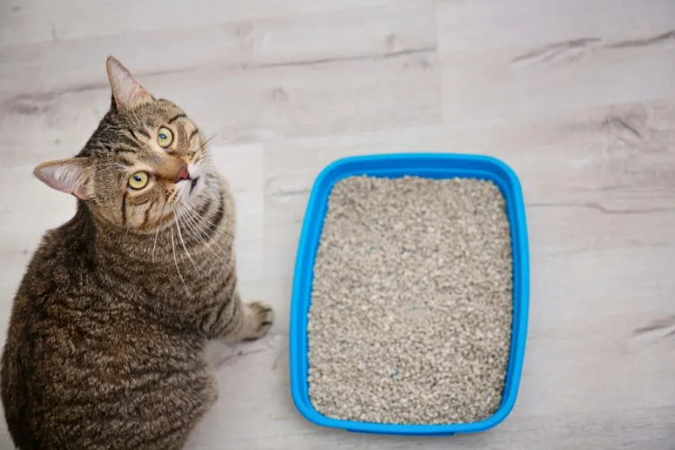 Can a dirty litter box kill a cat