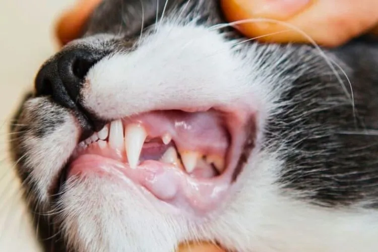 Cat teeth problems symptoms