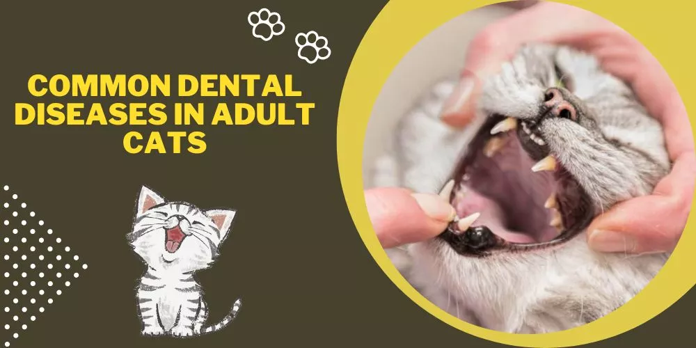 Common dental diseases in adult cats