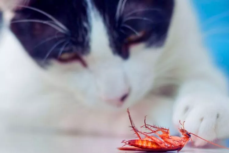 Do cats attract roaches
