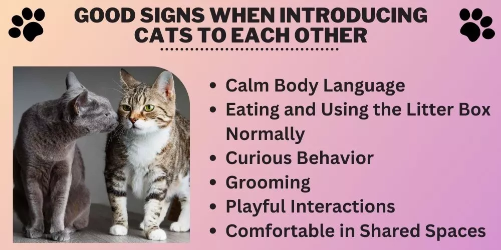 Good signs when introducing cats to each other