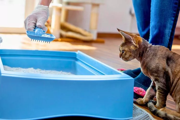 How long can a litter box go without being cleaned