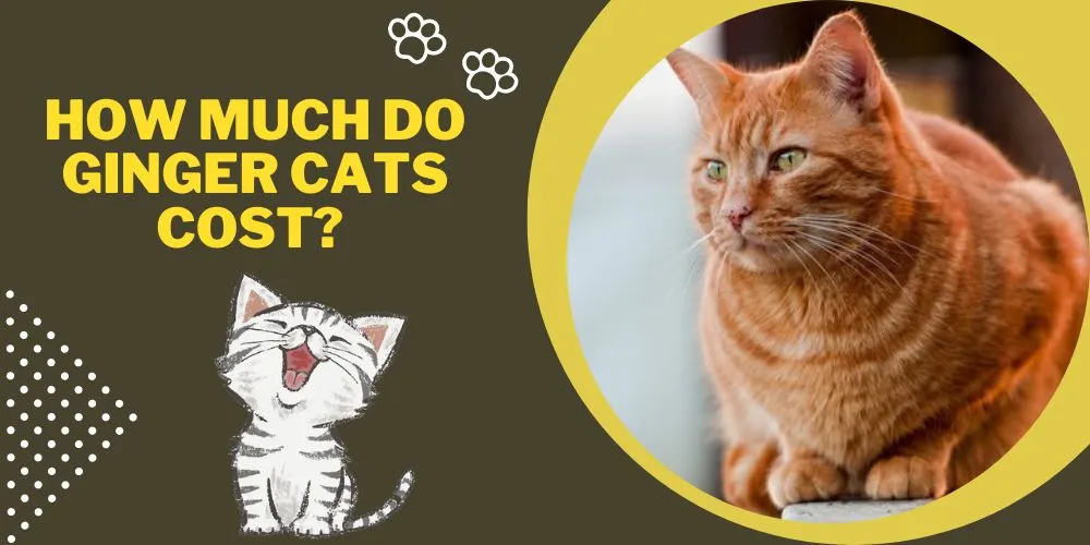 How much do ginger cats cost
