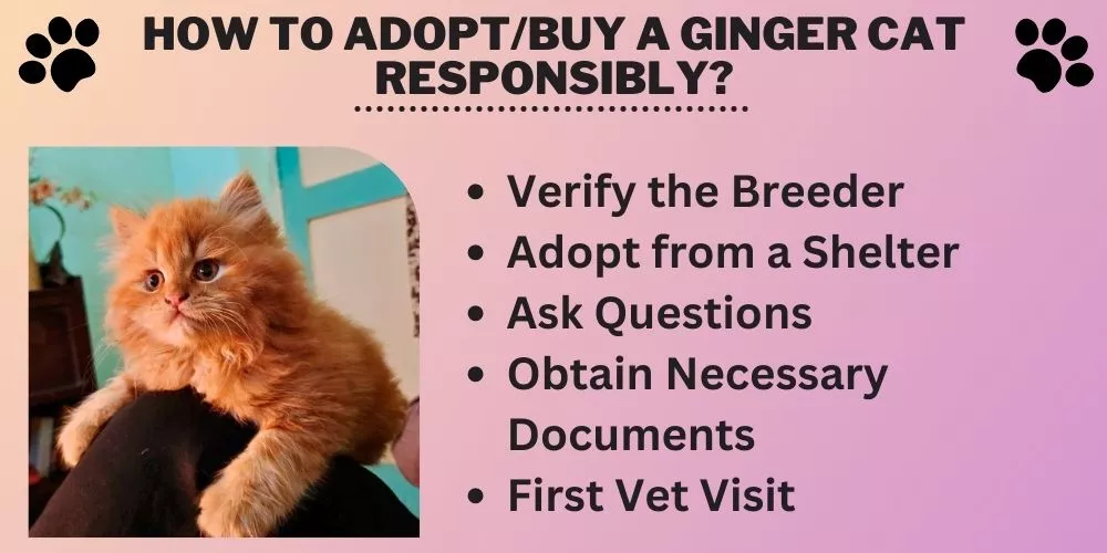 How to Adopt or Buy a Ginger Cat Responsibly