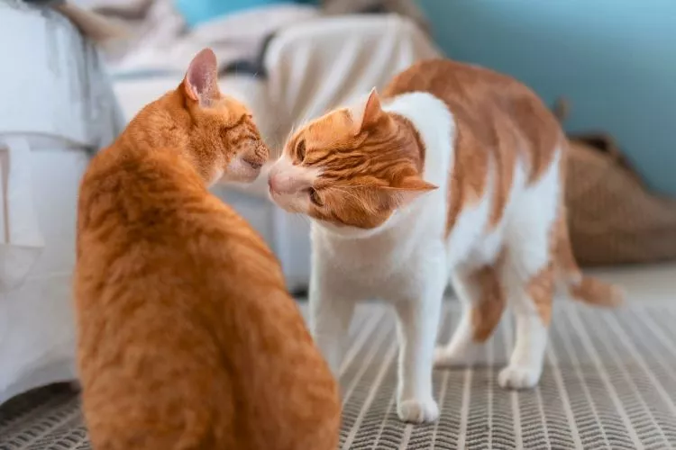 Introduce two cats to each other