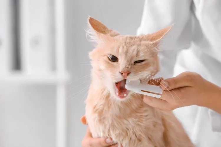Treatment of Dental Disease in Cats