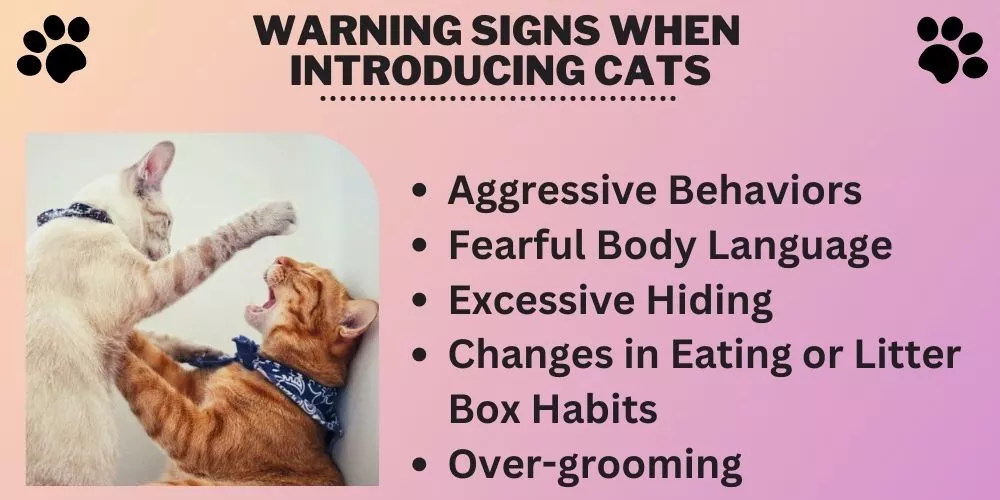 Warning signs when introducing cats