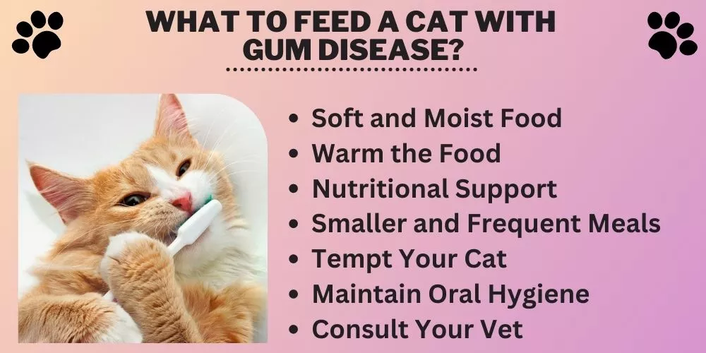 What to feed a cat with gum disease