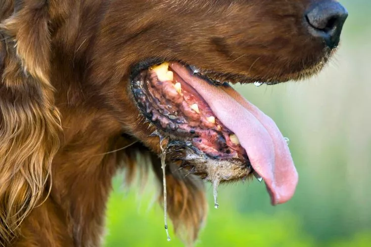 When Should I Worry About Dog Panting