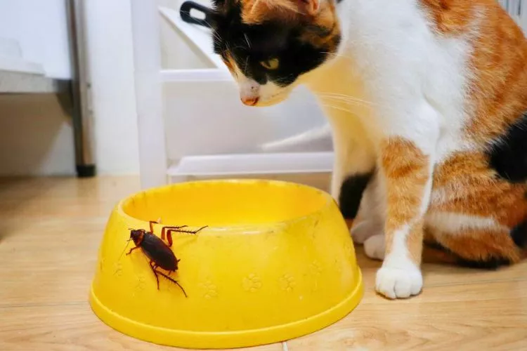 Why Does My Cat Bring Me Cockroaches