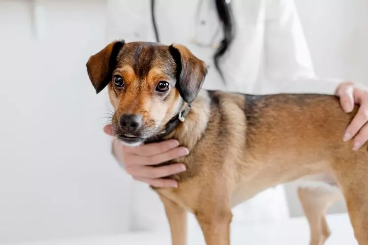 Bordetella vaccine side effects in dogs