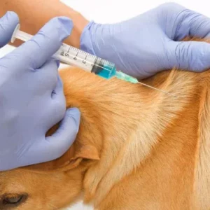 Can Bordetella vaccine cause an upset stomach in dogs