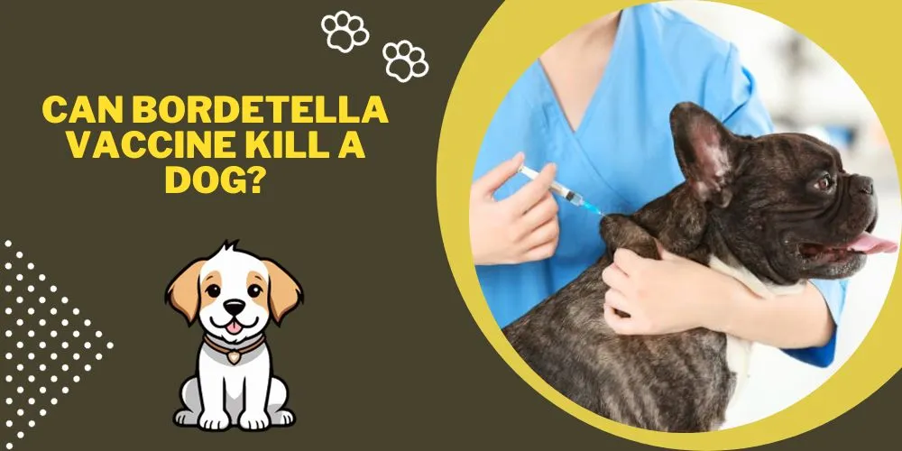 Can bordetella vaccine kill a dog
