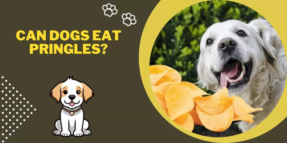 Can dogs eat Pringles