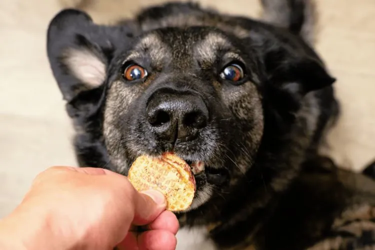 Can dogs eat Pringles? everything you should know