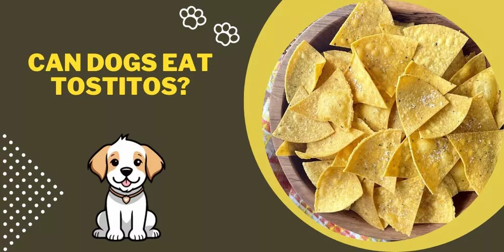 Can dogs eat tostitos